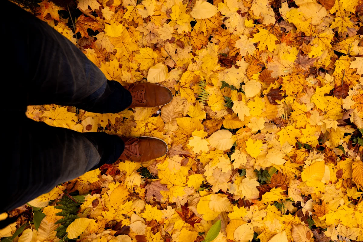 Botanischer Garten in Grüningen: Schuhe, die auf farbigem Herbstlaub stehen.